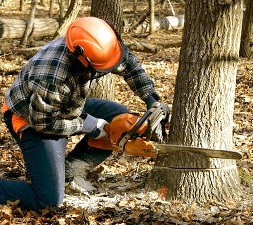 Tree Removal in Granville, WV